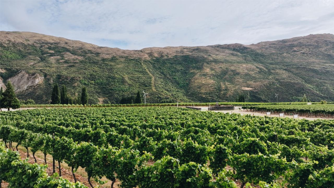 Behind the Vines - Photo 1 of 4